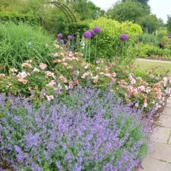 Rosa For Your Eyes Only ('Cheweyesup') (PBR) -Herbalife Shop pl2000020975 card5 lg