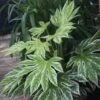 Fatsia Japonica 'Spider's Web' -Herbalife Shop pl2000020976
