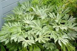 Fatsia Japonica 'Spider's Web' -Herbalife Shop pl2000020976 card10 lg