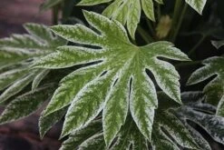 Fatsia Japonica 'Spider's Web' -Herbalife Shop pl2000020976 card3 lg