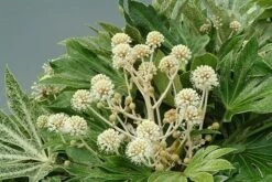 Fatsia Japonica 'Spider's Web' -Herbalife Shop pl2000020976 card4 lg