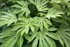 Fatsia Japonica 'Spider's Web' -Herbalife Shop pl2000020976 card5 lg