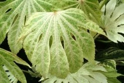 Fatsia Japonica 'Spider's Web' -Herbalife Shop pl2000020976 card7 lg
