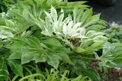 Fatsia Japonica 'Spider's Web' -Herbalife Shop pl2000020976 card8 lg