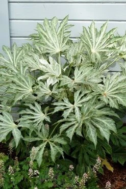 Fatsia Japonica 'Spider's Web' -Herbalife Shop pl2000020976 card9 lg