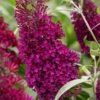Buddleja Sugar Plum ('Lonplum') (PBR) -Herbalife Shop pl2000020986