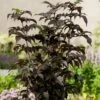 Sambucus Nigra F. Porphyrophylla Black Tower ('Eiffel 1') (PBR) -Herbalife Shop pl2000020988
