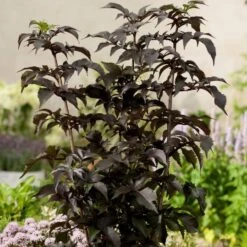 Sambucus Nigra F. Porphyrophylla Black Tower ('Eiffel 1') (PBR)