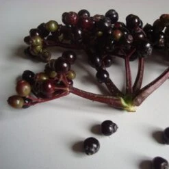 Sambucus Nigra F. Porphyrophylla Black Tower ('Eiffel 1') (PBR) 13 Sambucus Nigra F. Porphyrophylla Black Tower ('Eiffel 1') (PBR) -Herbalife Shop pl2000020988 card3 lg