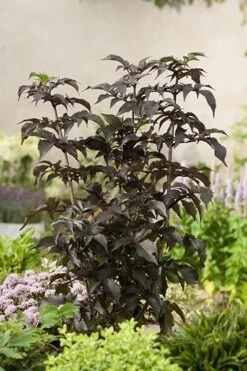 Sambucus Nigra F. Porphyrophylla Black Tower ('Eiffel 1') (PBR) 14 Sambucus Nigra F. Porphyrophylla Black Tower ('Eiffel 1') (PBR) -Herbalife Shop pl2000020988 card4 lg