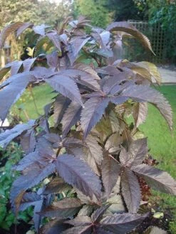 Sambucus Nigra F. Porphyrophylla Black Tower ('Eiffel 1') (PBR) 17 Sambucus Nigra F. Porphyrophylla Black Tower ('Eiffel 1') (PBR) -Herbalife Shop pl2000020988 card7 lg