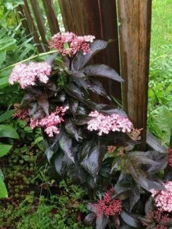 Sambucus Nigra F. Porphyrophylla Black Tower ('Eiffel 1') (PBR) 18 Sambucus Nigra F. Porphyrophylla Black Tower ('Eiffel 1') (PBR) -Herbalife Shop pl2000020988 card8 lg