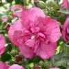 Hibiscus Syriacus Magenta Chiffon ('Rwoods5') (PBR) (Chiffon Series) -Herbalife Shop pl2000020989