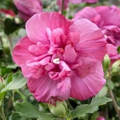 Hibiscus Syriacus Magenta Chiffon ('Rwoods5') (PBR) (Chiffon Series) -Herbalife Shop pl2000020989 card4 lg