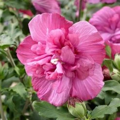 Hibiscus Syriacus Magenta Chiffon ('Rwoods5') (PBR) (Chiffon Series) -Herbalife Shop pl2000020989 card5 lg