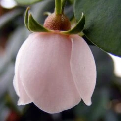 Ugni Molinae KaPow ('Yanpow') -Herbalife Shop pl2000020996 card4 lg