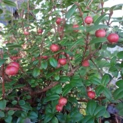 Ugni Molinae KaPow ('Yanpow') -Herbalife Shop pl2000020996 card5 lg