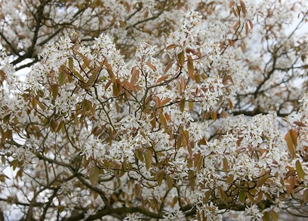 Amelanchier Lamarckii 5 Amelanchier Lamarckii - Image 3