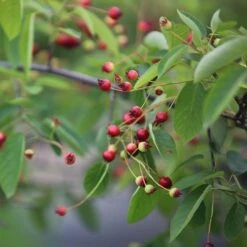 Amelanchier Lamarckii 9 Amelanchier Lamarckii -Herbalife Shop pl2000021003 card4 lg