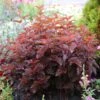 Physocarpus Opulifolius Little Angel ('Hoogi016') (PBR) -Herbalife Shop pl2000021013