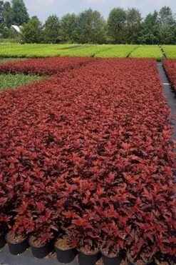 Physocarpus Opulifolius Little Angel ('Hoogi016') (PBR) -Herbalife Shop pl2000021013 card6 lg