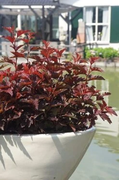 Physocarpus Opulifolius Little Angel ('Hoogi016') (PBR) -Herbalife Shop pl2000021013 card7 lg