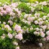 Rhododendron Bloombux ('Microhirs3') (PBR) -Herbalife Shop pl2000021014 card2 lg