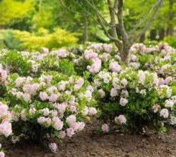 Rhododendron Bloombux ('Microhirs3') (PBR) -Herbalife Shop pl2000021014 card4 lg