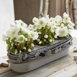 Helleborus 'Verboom Beauty' -Herbalife Shop pl2000021032 card2 lg