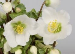 Helleborus 'Verboom Beauty' -Herbalife Shop pl2000021032 card3 lg