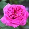 Rosa 'Madame Isaac Péreire' -Herbalife Shop pl2000021227