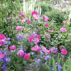 Rosa 'Madame Isaac Péreire' -Herbalife Shop pl2000021227 card3 lg