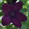 Clematis 'Dark Eyes' -Herbalife Shop pl2000021231