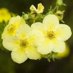 Potentilla Fruticosa 'Primrose Beauty'