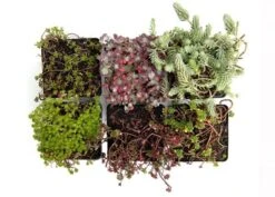 Sedum Collection -Herbalife Shop pl2000021303 card2 lg