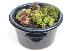 Sempervivum Collection -Herbalife Shop pl2000021304 card3 lg