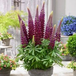 Lupinus 'Masterpiece' (PBR) -Herbalife Shop pl2000021318 card2 lg