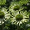 Echinacea 'Green Jewel' (PBR) -Herbalife Shop pl2000021331