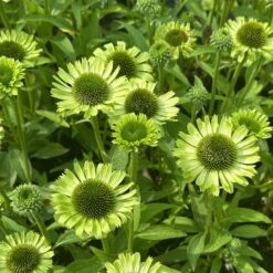 Echinacea 'Green Jewel' (PBR) -Herbalife Shop pl2000021331 card2 lg
