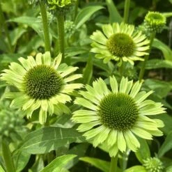 Echinacea 'Green Jewel' (PBR) -Herbalife Shop pl2000021331 card3 lg
