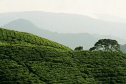 Tea Plant -Herbalife Shop pl2000021386 card3 lg
