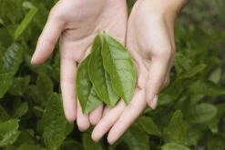 Tea Plant -Herbalife Shop pl2000021386 card4 lg