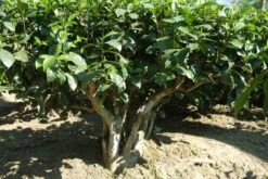 Tea Plant -Herbalife Shop pl2000021386 card7 lg