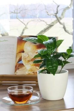 Tea Plant -Herbalife Shop pl2000021386 card8 lg