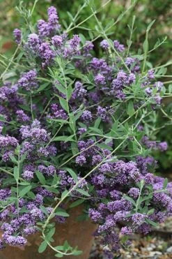 Buddleja × Pikei Unique ('Pmoore12') (PBR) -Herbalife Shop pl2000021841 card2 lg