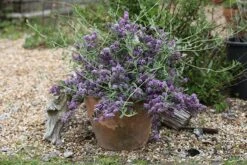 Buddleja × Pikei Unique ('Pmoore12') (PBR) -Herbalife Shop pl2000021841 card3 lg