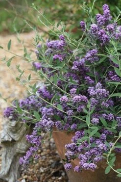 Buddleja × Pikei Unique ('Pmoore12') (PBR) -Herbalife Shop pl2000021841 card5 lg