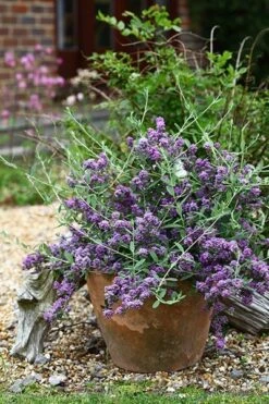 Buddleja × Pikei Unique ('Pmoore12') (PBR) -Herbalife Shop pl2000021841 card6 lg