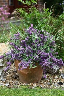 Buddleja × Pikei Unique ('Pmoore12') (PBR) -Herbalife Shop pl2000021841 card7 lg