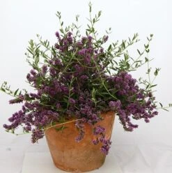 Buddleja × Pikei Unique ('Pmoore12') (PBR) -Herbalife Shop pl2000021841 card8 lg